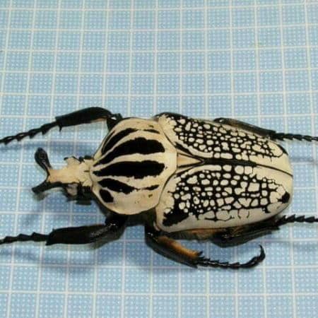 大型 コンゴ産 オリエンタリス ゴライアス
