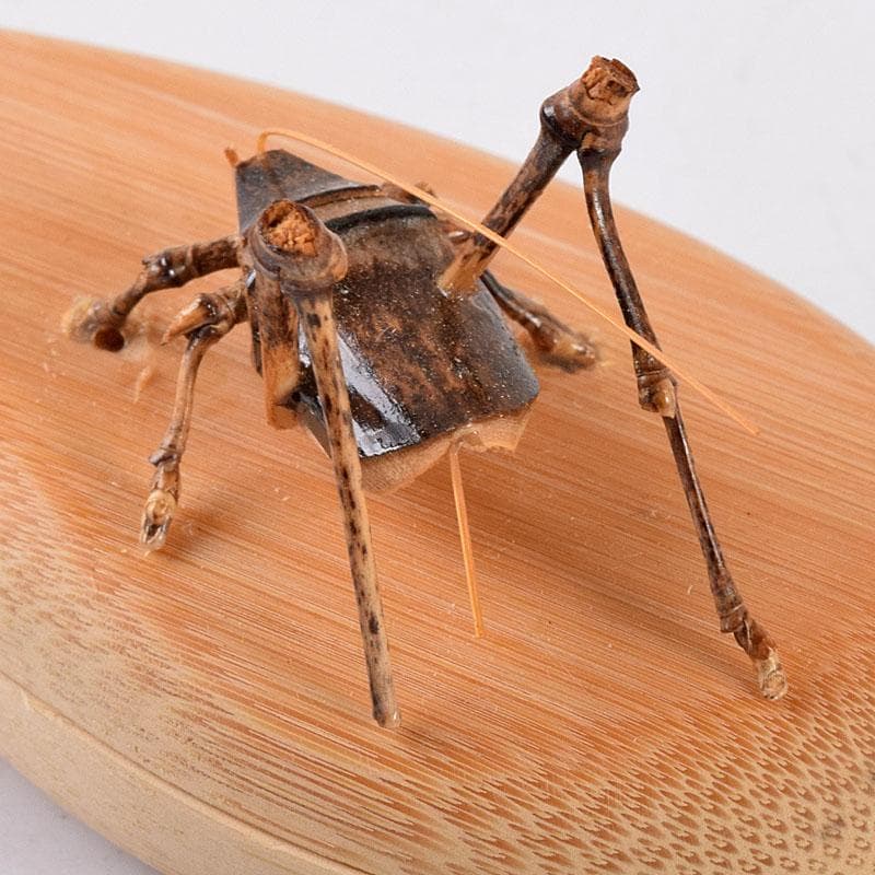 茶道具　加州木芸師　清水晃樹作　大名竹　福茄子香合　鈴虫付　共箱　V　8011