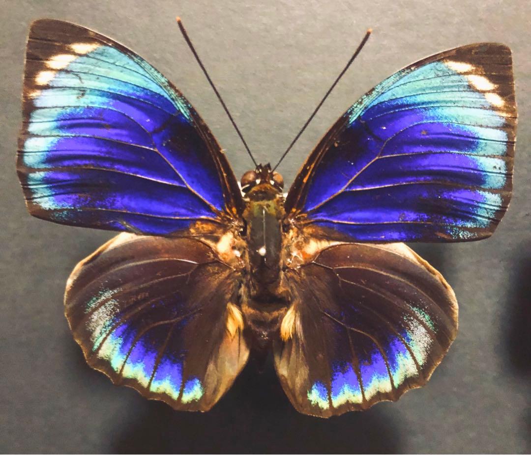 蝶標本　ファルキドンミイロタテハ　2♂