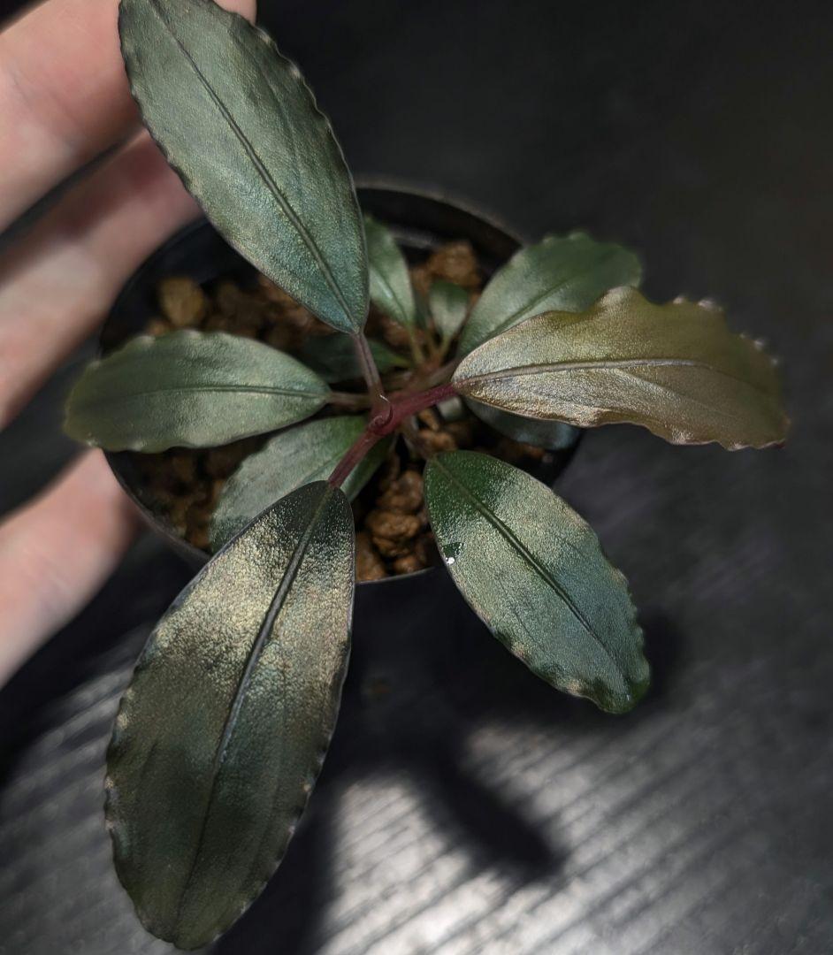 【実生ブセ】Bucephalandra cv.\