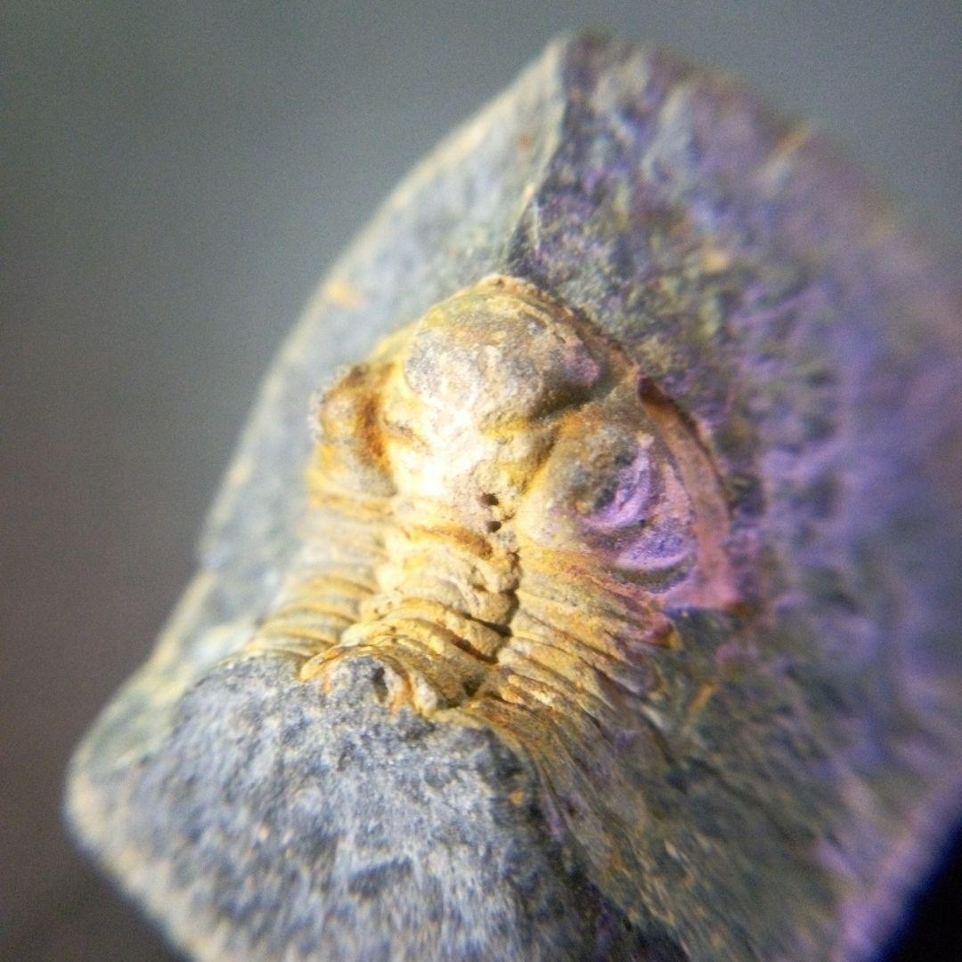 三葉虫　化石　fossil　海　ボリビア産　trilobite　海生動物判別⑬