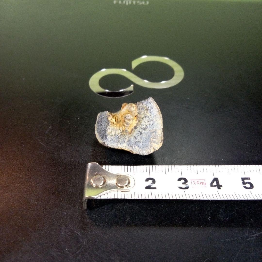 三葉虫　化石　fossil　海　ボリビア産　trilobite　海生動物判別⑬