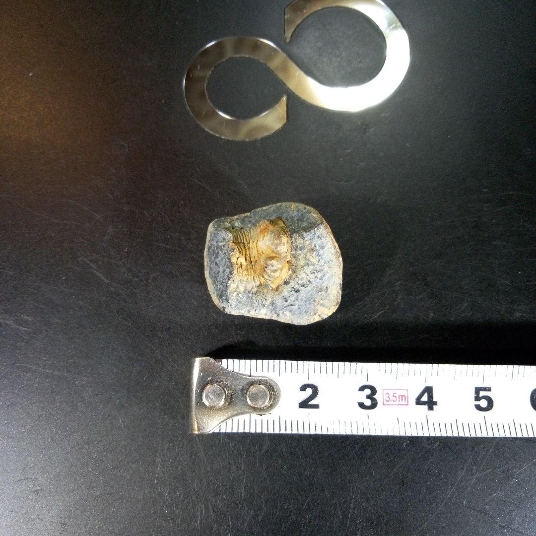 三葉虫　化石　fossil　海　ボリビア産　trilobite　海生動物判別⑬