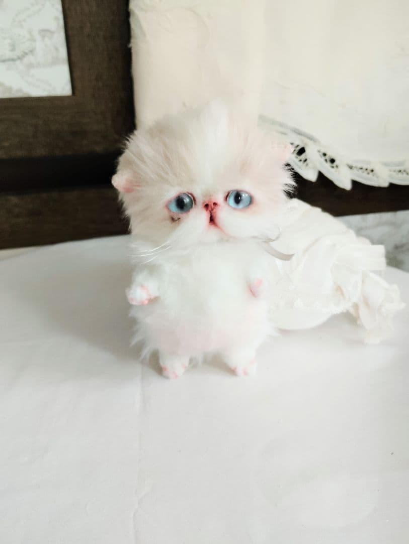 madame fufu様❤オーダー❤エキゾチック子猫ちゃん♡お腹ぽっこりちゃん♡