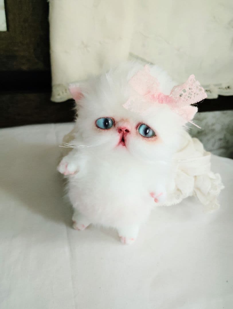 madame fufu様❤オーダー❤エキゾチック子猫ちゃん♡お腹ぽっこりちゃん♡