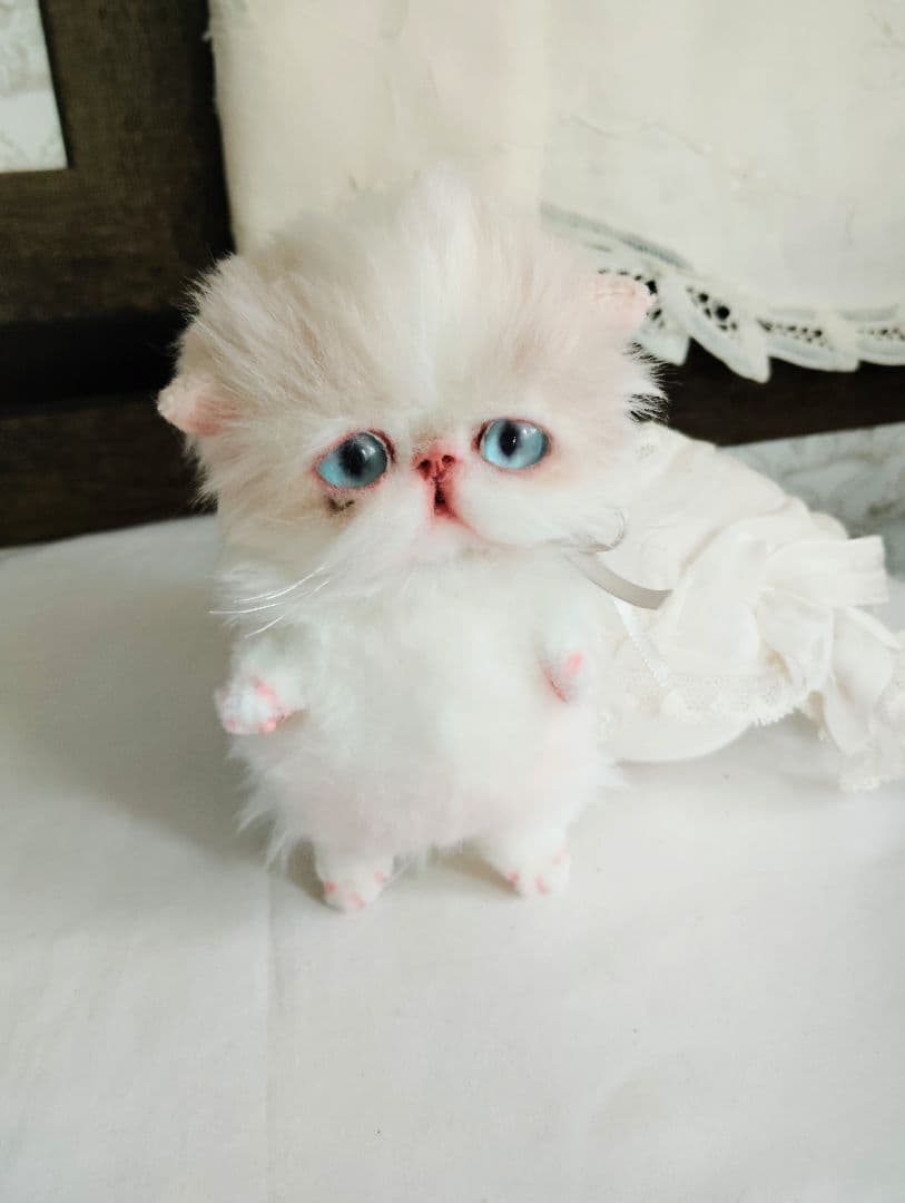 madame fufu様❤オーダー❤エキゾチック子猫ちゃん♡お腹ぽっこりちゃん♡