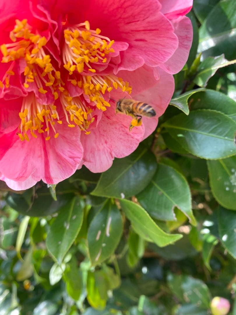 日本蜜蜂重箱式巣箱　待ち箱　捕獲飼育用