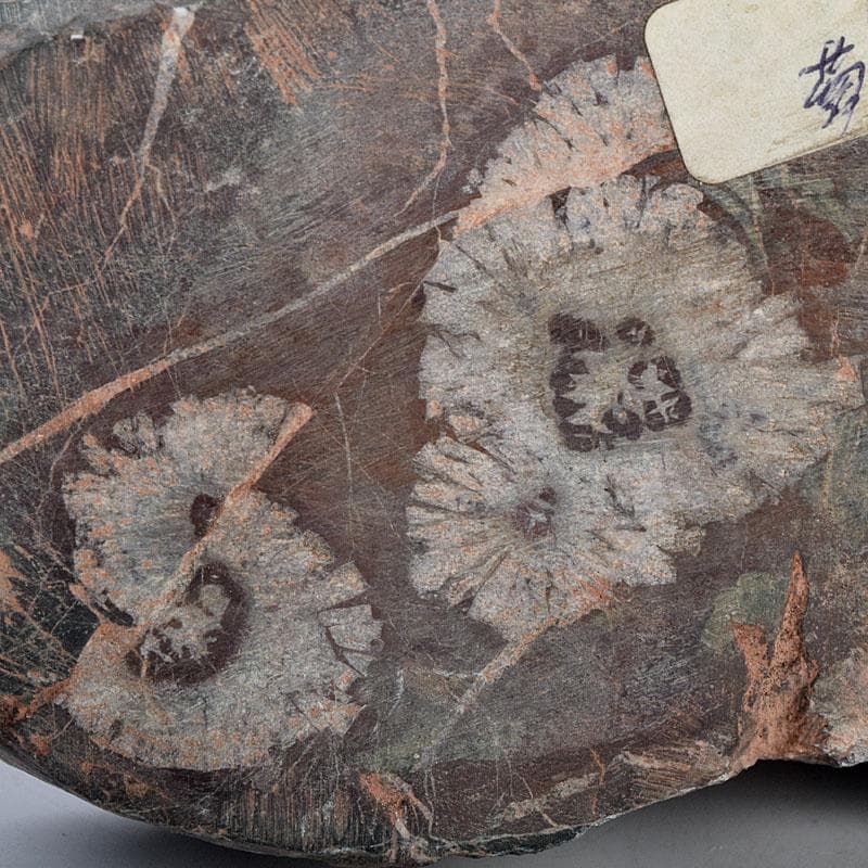 天然石　鑑賞石　菊花石　置物　重さ約1149g　N　8898