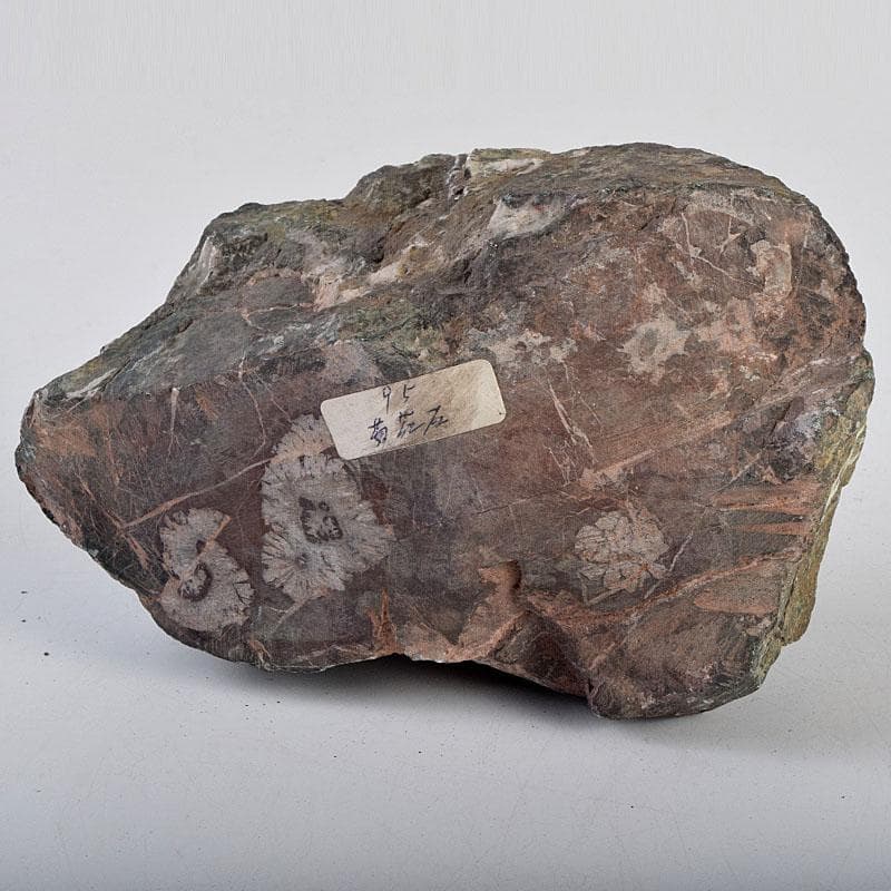 天然石　鑑賞石　菊花石　置物　重さ約1149g　N　8898