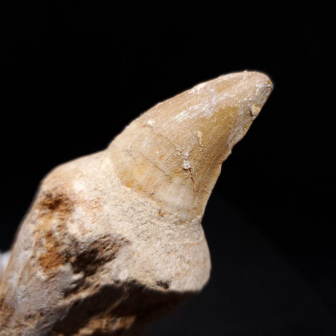 歯根付き モササウルス 化石 歯 本物 モロッコ産 90.10mm mos134