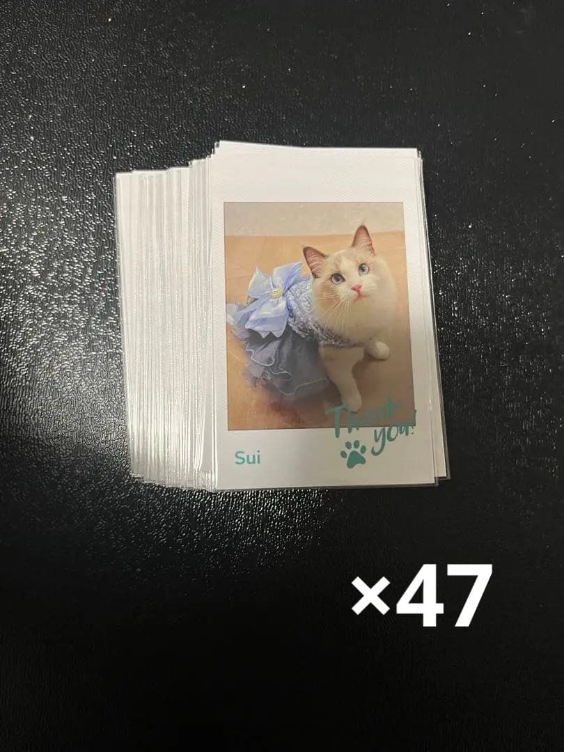 猫カフェmocha 松本 すい