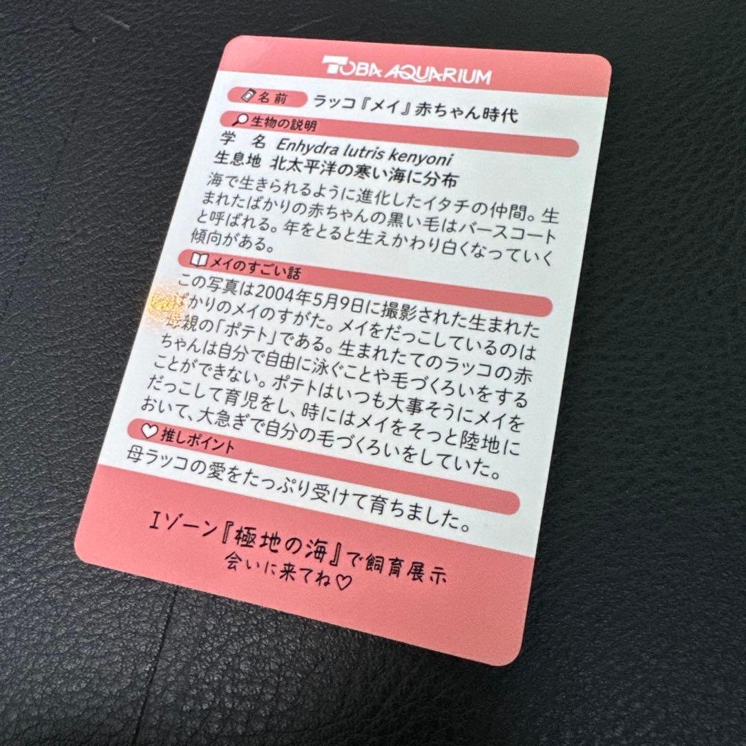 最安値‼️ 鳥羽水族館　コレクションカード　70周年記念　ラッコ　メイ　レア