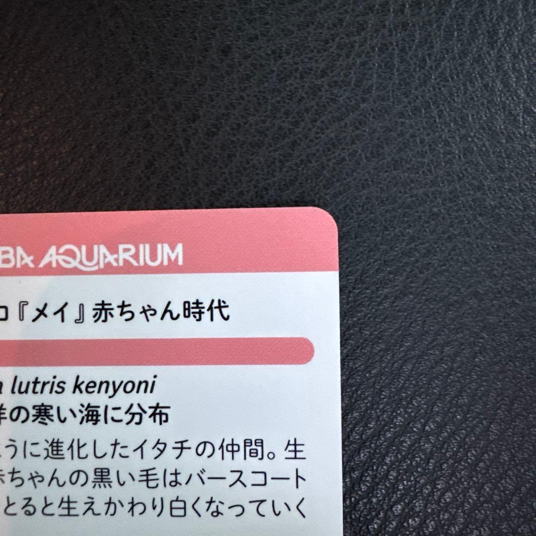 最安値‼️ 鳥羽水族館　コレクションカード　70周年記念　ラッコ　メイ　レア