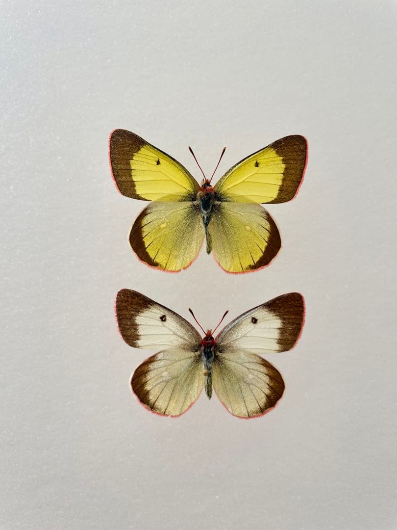 【ペア】アルプスモンキチョウ（岐阜県産）