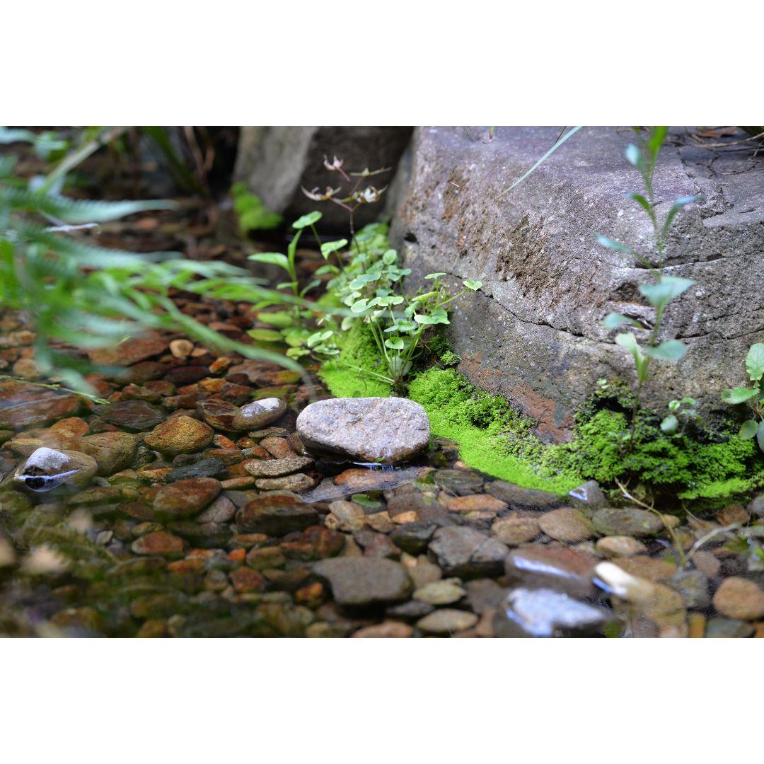 ❤即購入1000円OFF❤TAMRON 90mm F2.8 単焦点 マクロレンズ