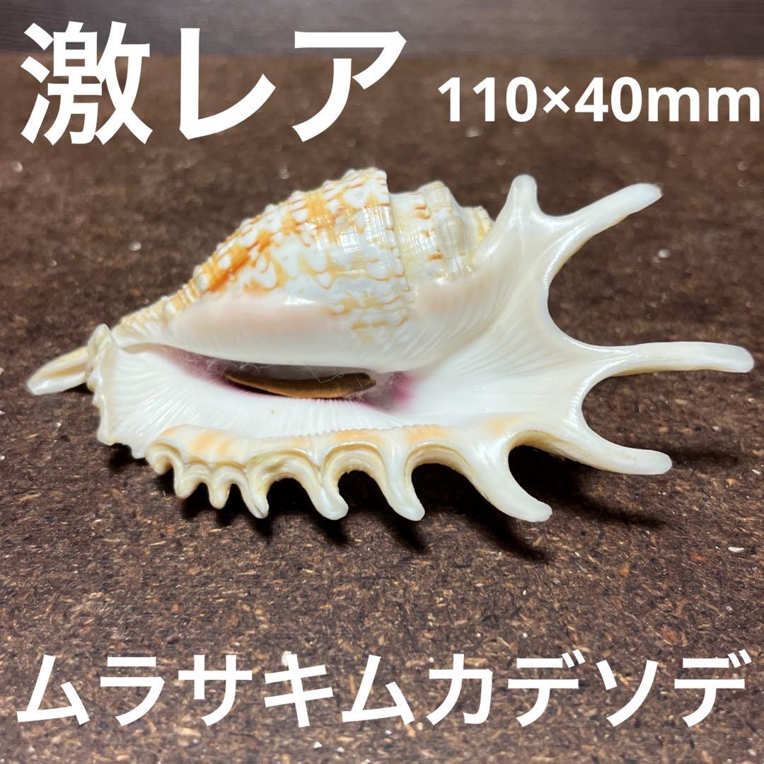 激レア　美品　モーリシャス産　蓋付き　ムラサキムカデソデ