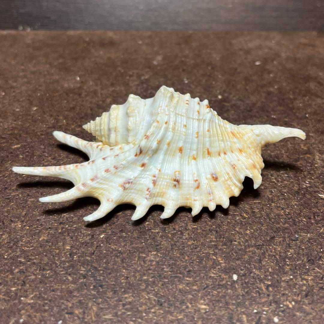 激レア　美品　モーリシャス産　蓋付き　ムラサキムカデソデ