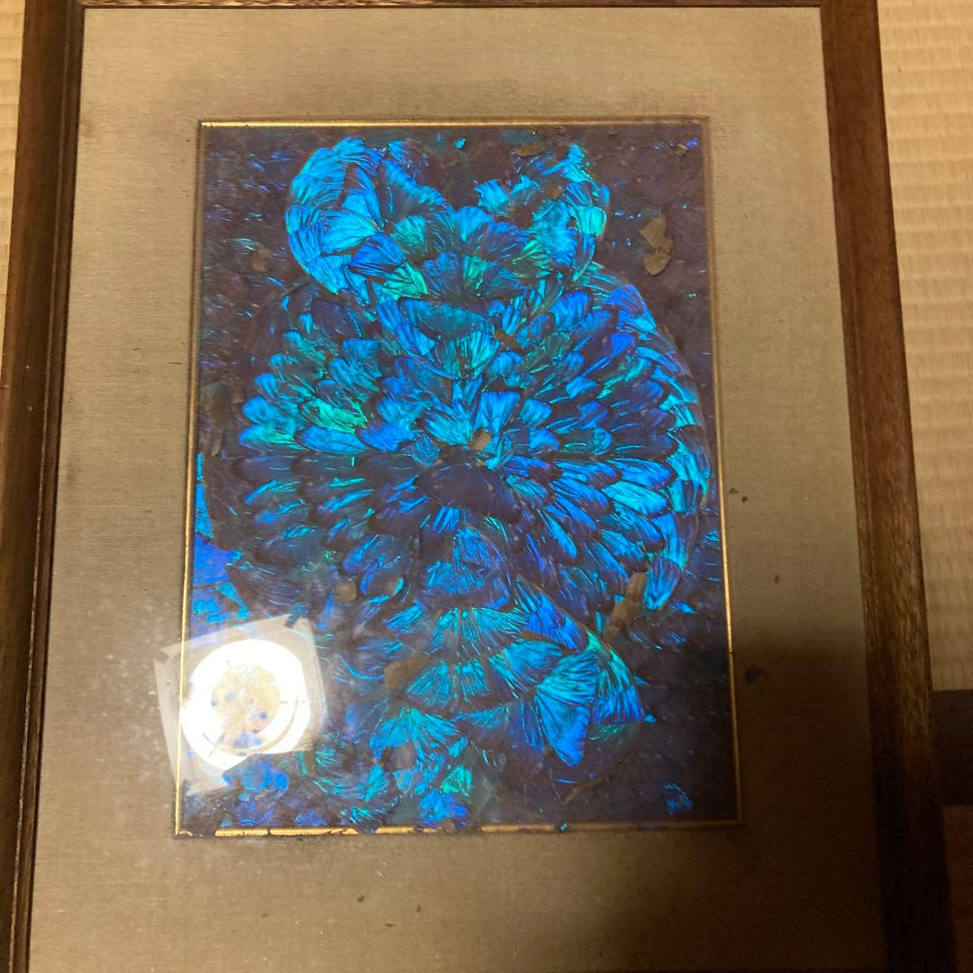 南米モルフォ蝶　羽根　標本　絵画