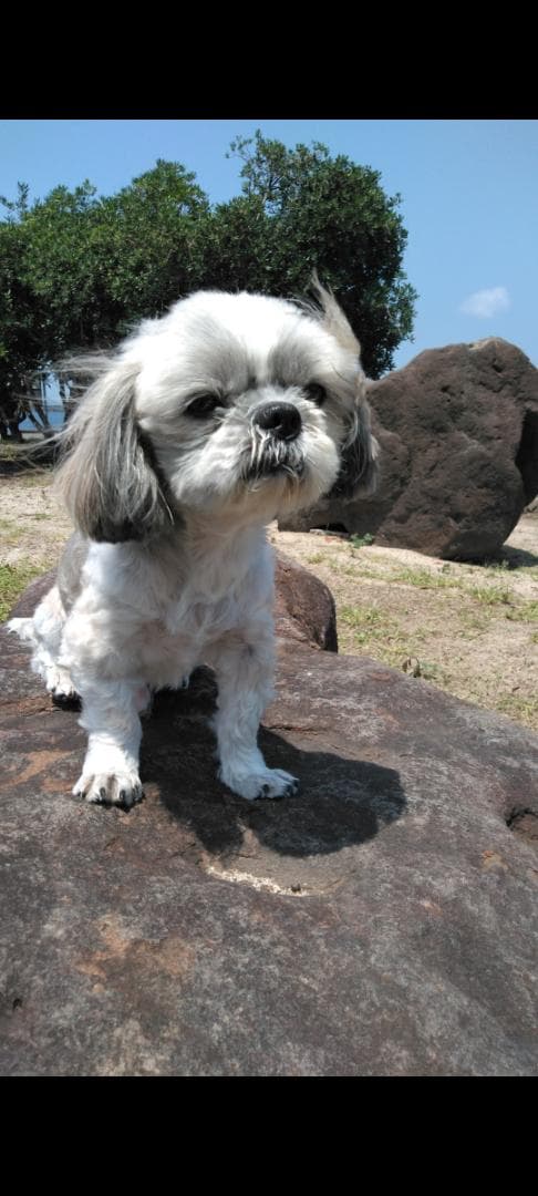 羊毛フェルトのみるくさんご確認用