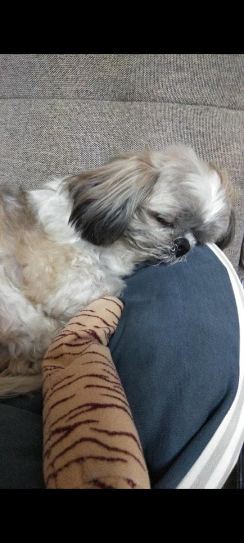 羊毛フェルトのみるくさんご確認用