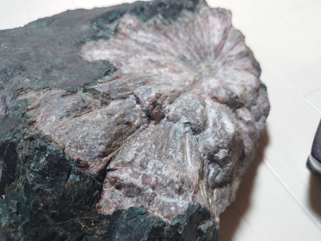 菊花石 根尾川 初鹿谷 サバ菊 10kg 希少品 激レア 観賞石 水石