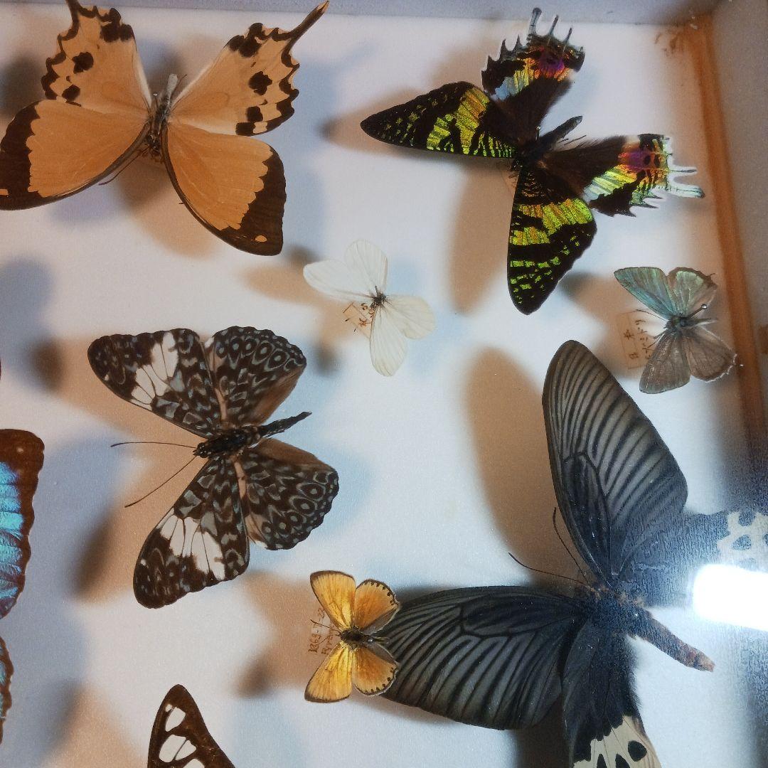 貴重！蝶の標本（多色、木製フレーム）