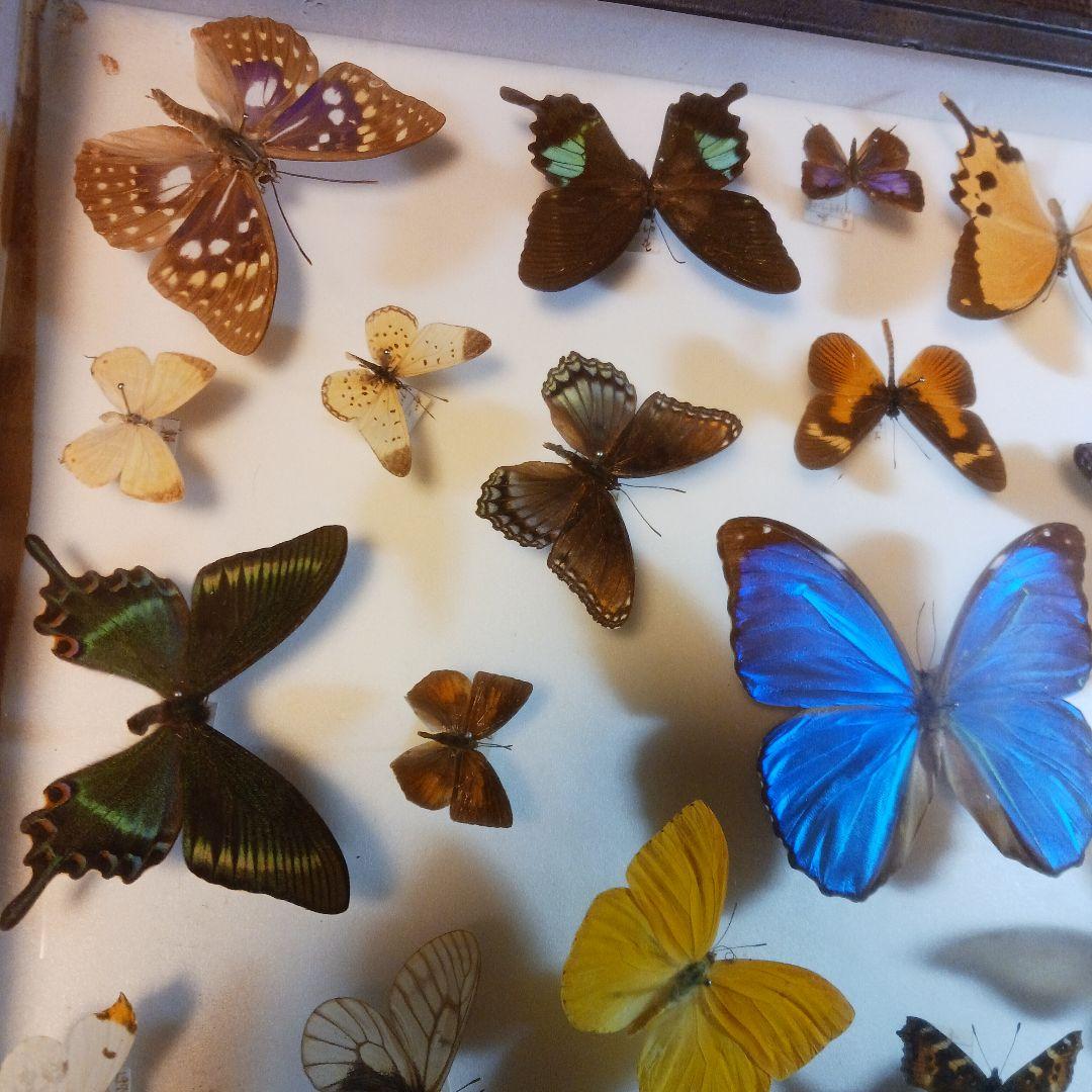 貴重！蝶の標本（多色、木製フレーム）