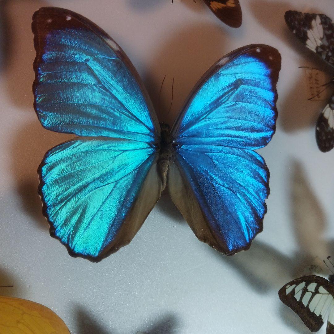 貴重！蝶の標本（多色、木製フレーム）