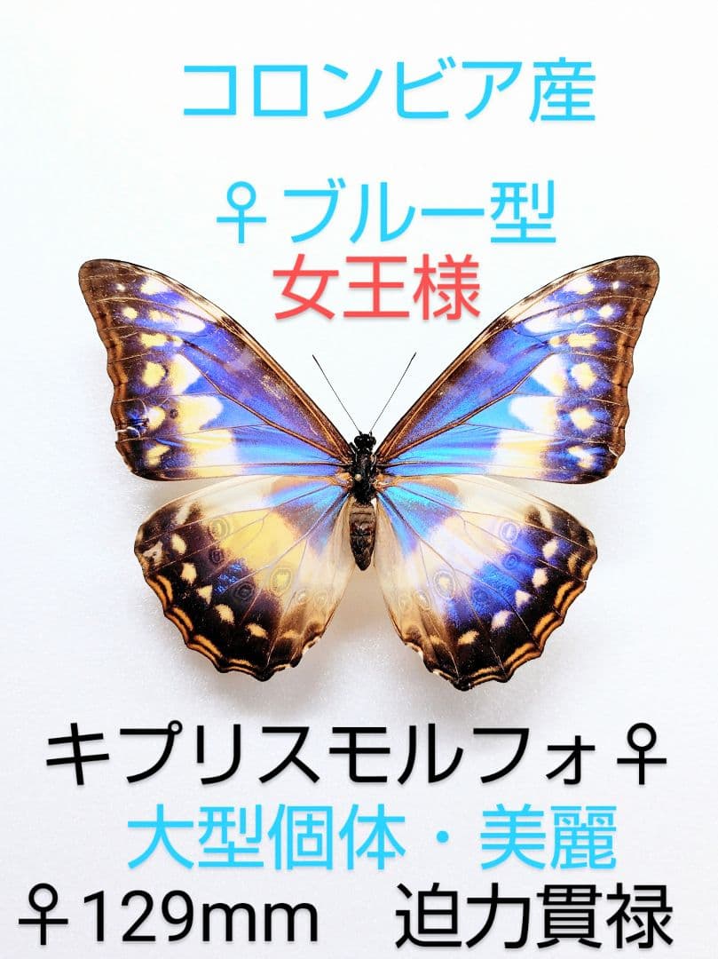 女王様キプリスモルフォチョウ♀標本ブルー型 超大珍品 129mm大型美麗個体
