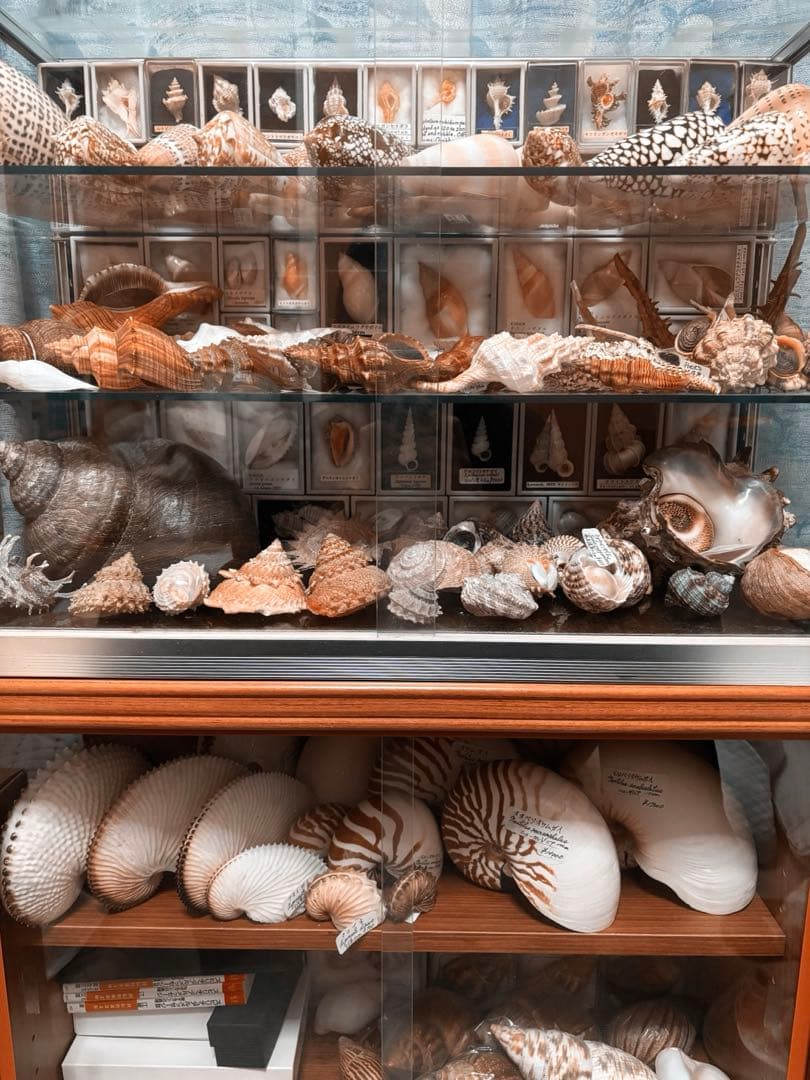 イチゴナツモモ54個　南アフリカ産　喜望峰産