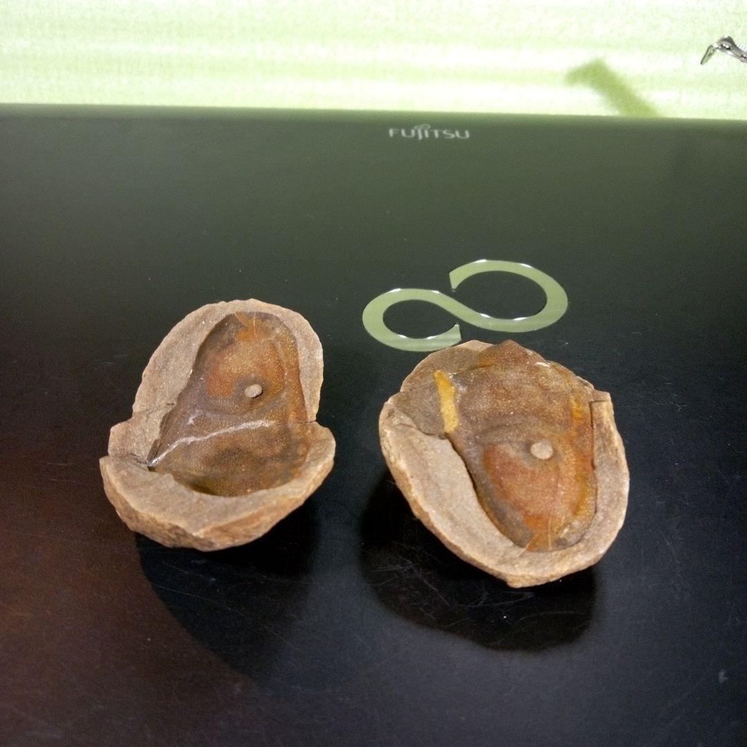 三葉虫　化石　fossil　ボリビア産　trilobite　ノジュール管理③