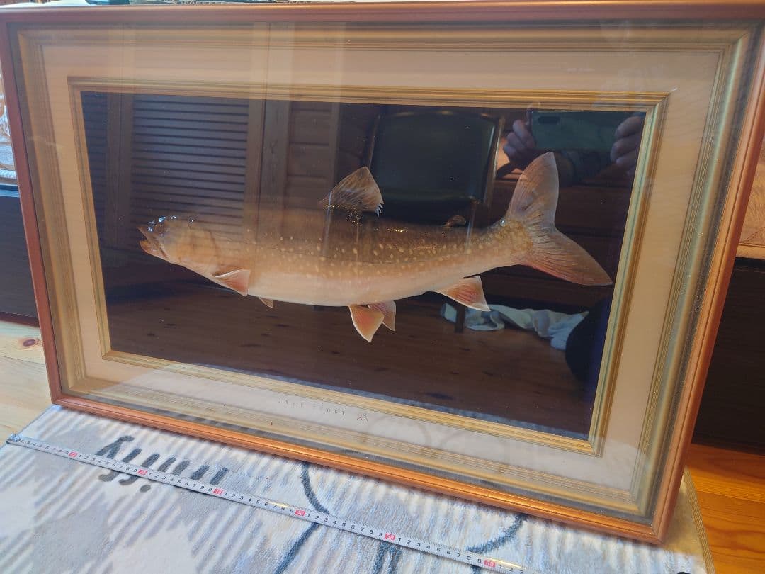 レイクトラウトの剥製