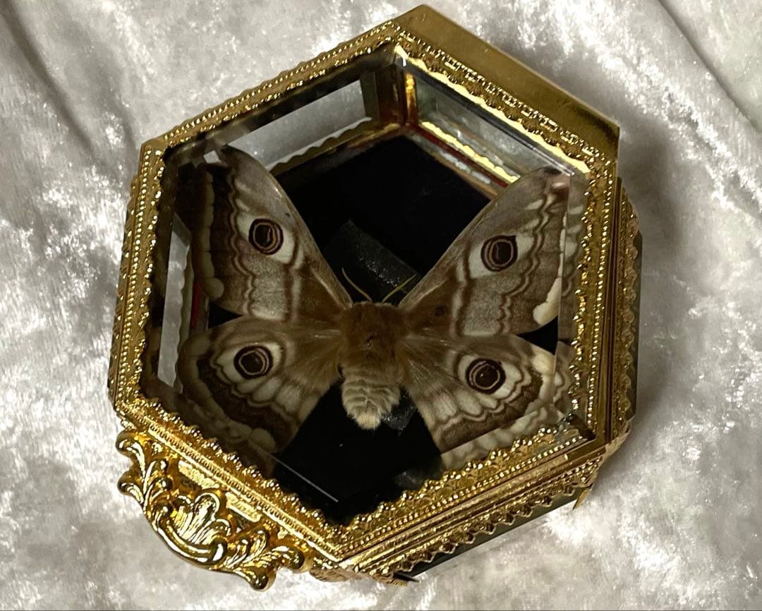 蝶 蛾 標本 クジャクヤママユ アンティーク ヴィンテージ ジュエリーボックス