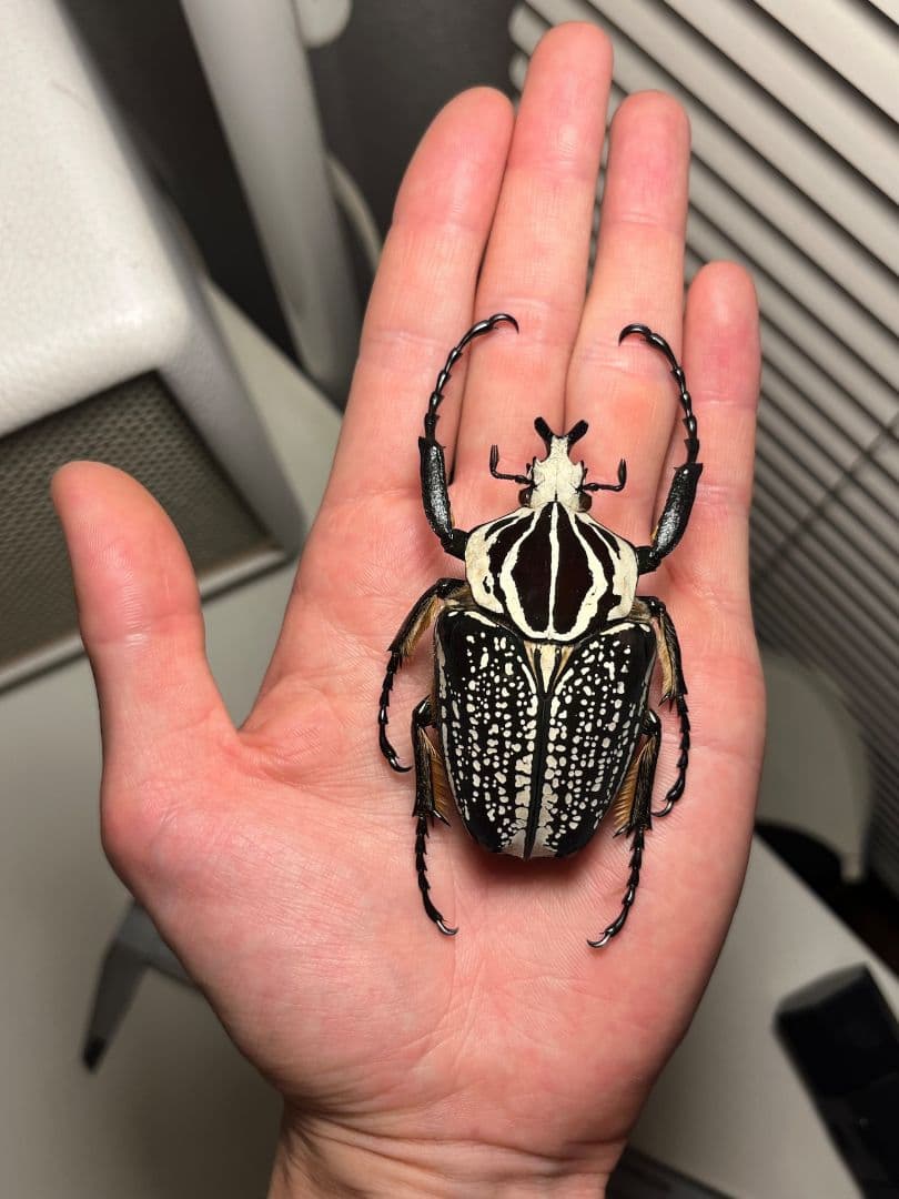 【黒化】メレアグリスゴライアスオオツノハナムグリmeleagris標本