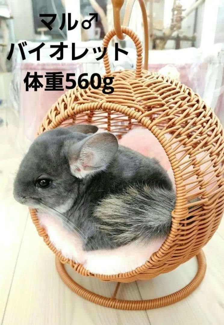 新品② チンチラ ハンキング ベッド ハウス モモンガ 小動物 子犬 ハンモッグ