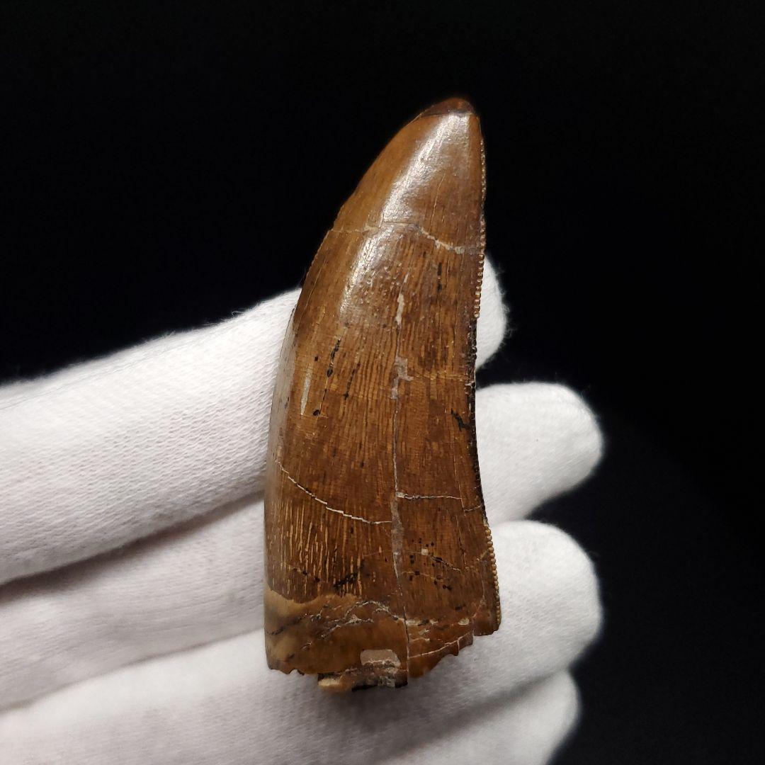 極上 アベリサウルス 歯 本物 化石 恐竜 モロッコ産 mm  fr137