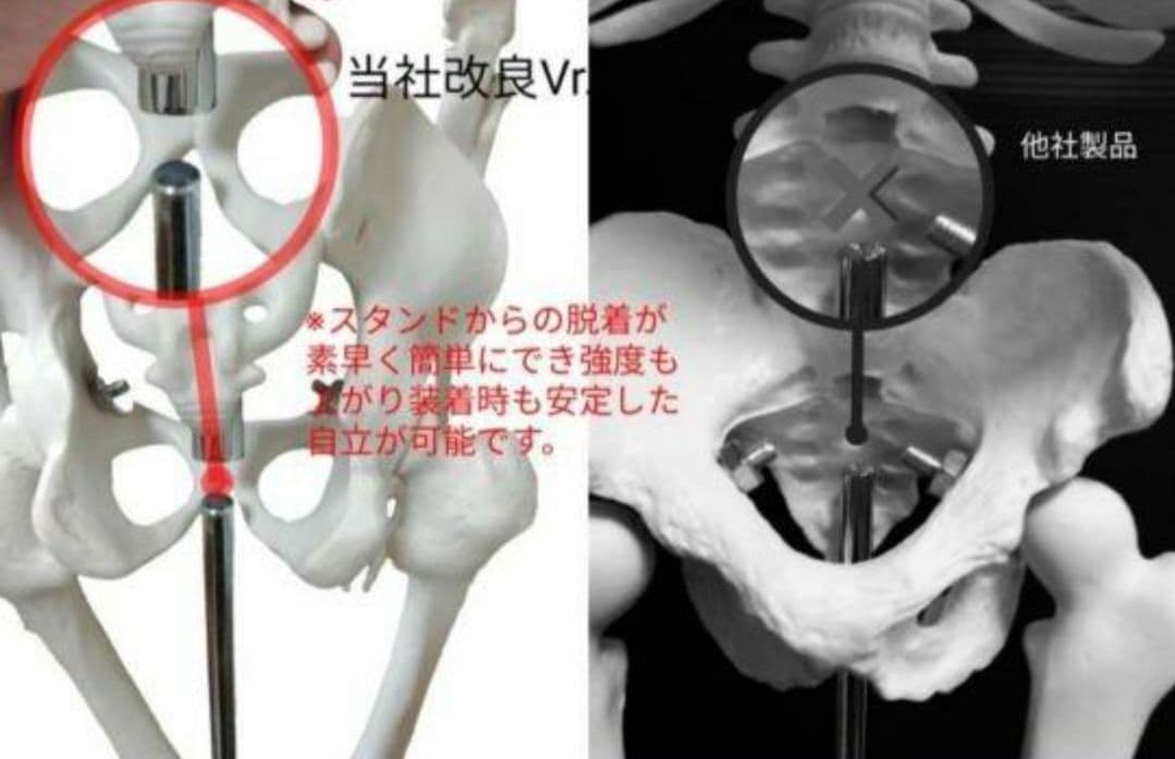 人体骨格模型　85cm　1/2サイズ