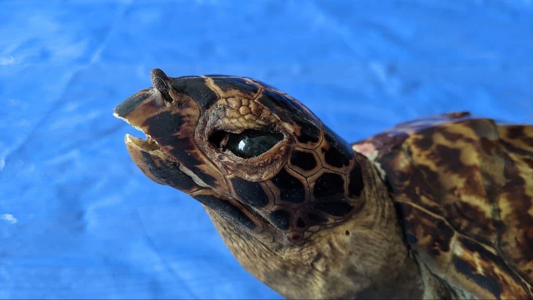 ①うみがめ科〚タイマイ〛はく製　 　壁掛けフックつき