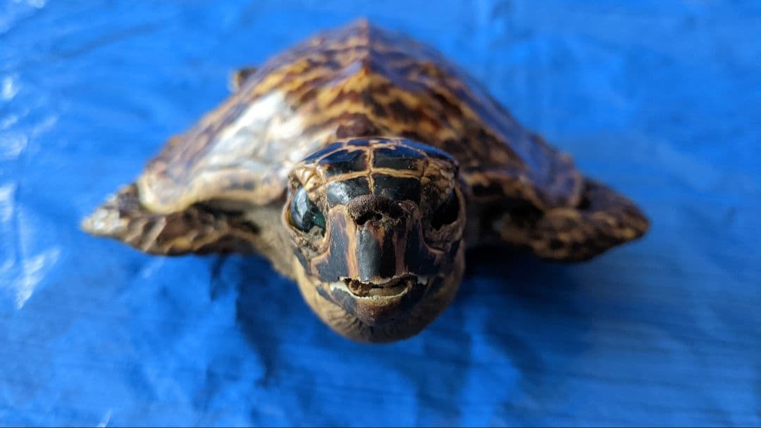 ①うみがめ科〚タイマイ〛はく製　 　壁掛けフックつき