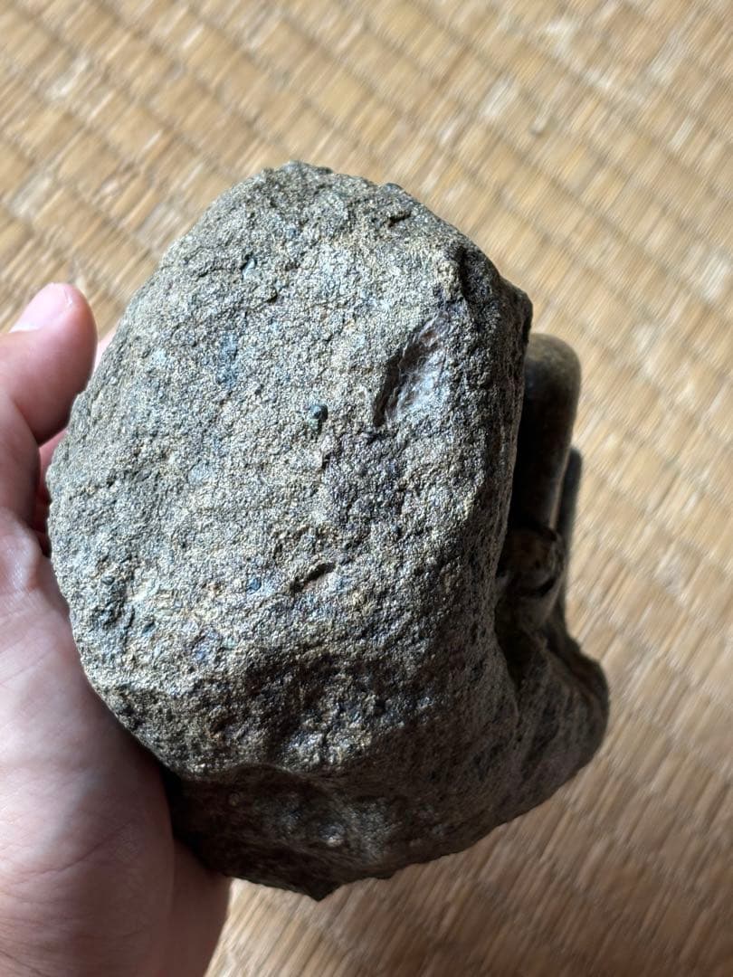 超レア　ゴードリセラス・ハマナカエンセ　化石　アンモナイト