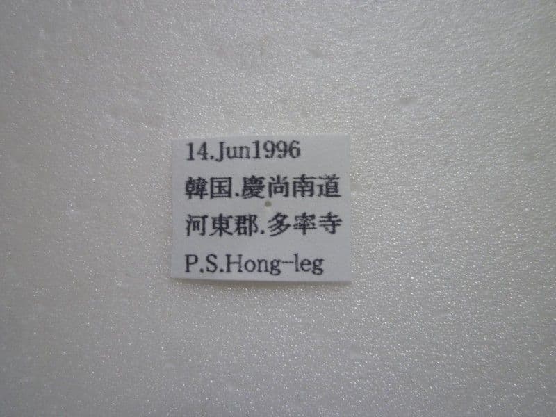 【外国産蝶標本】スミナガシ/韓国.河東郡産/54mm