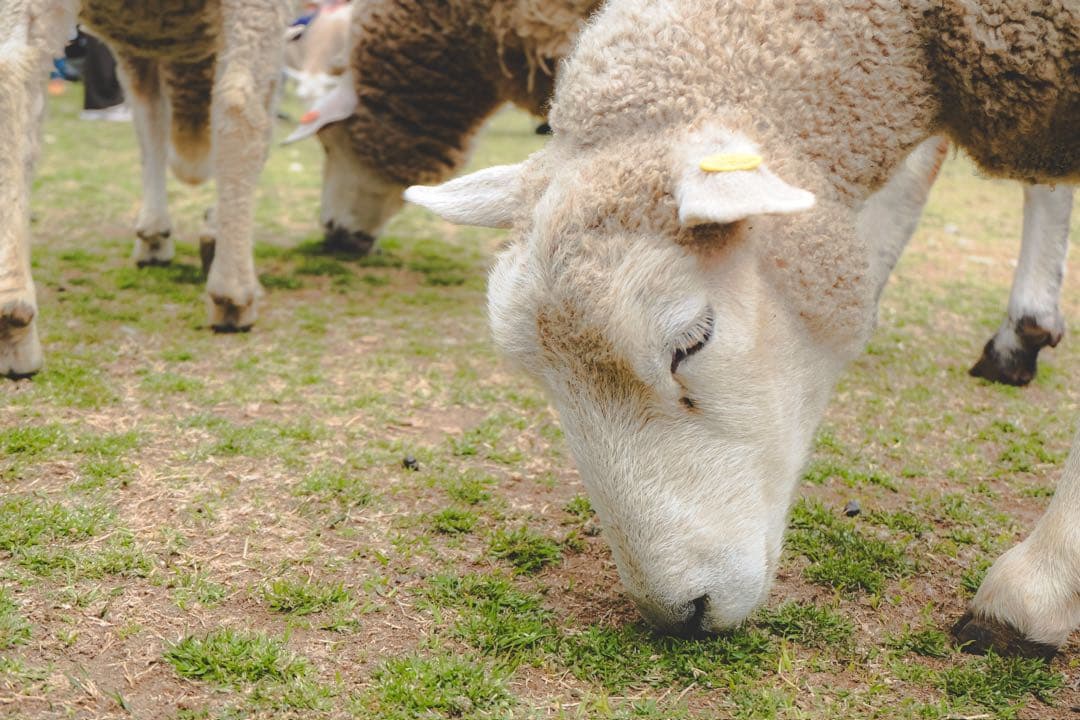 FUJIFILM ミラーレス一眼カメラ X-M1 16-50mm レンズキット