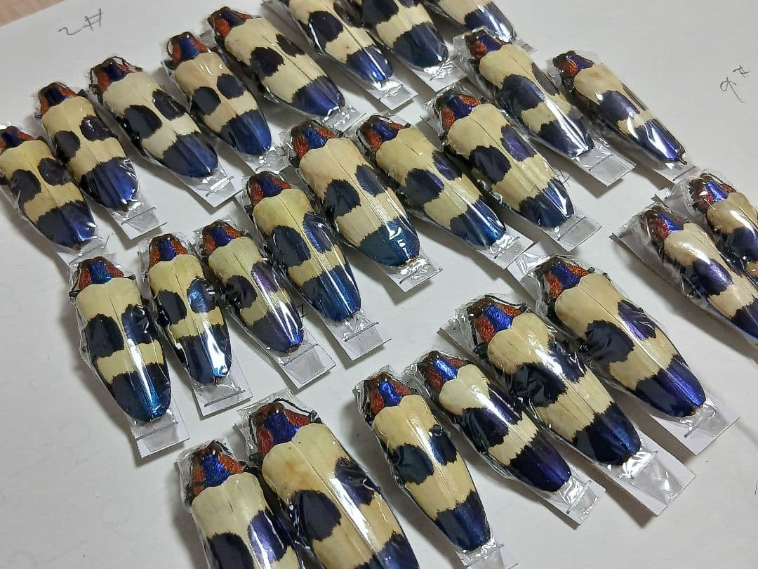 海外標本｜タマムシ科 甲虫標本（昆虫標本）