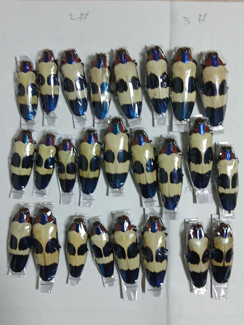 海外標本｜タマムシ科 甲虫標本（昆虫標本）