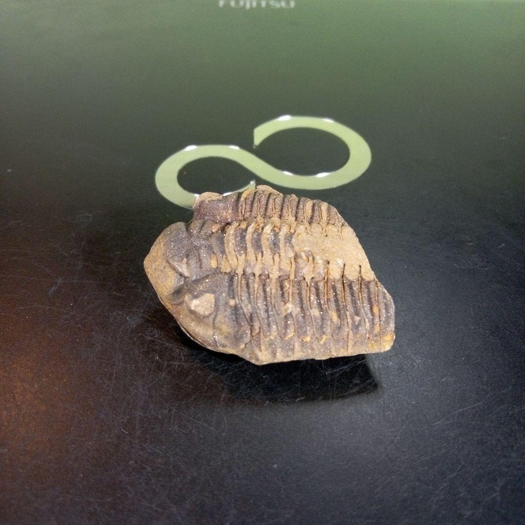 三葉虫　化石　fossil　ボリビア産　trilobite　ノジュール判別⑩