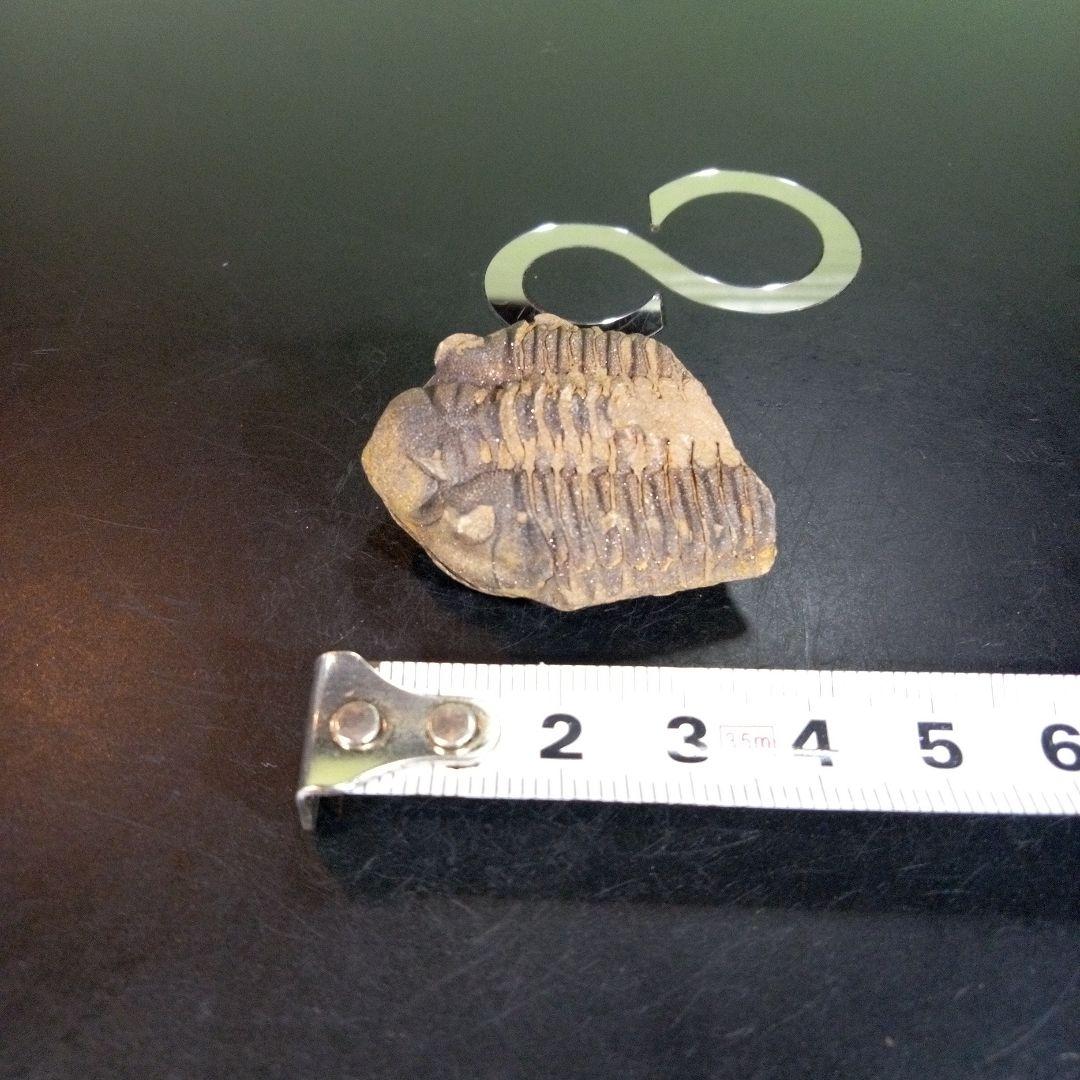 三葉虫　化石　fossil　ボリビア産　trilobite　ノジュール判別⑩