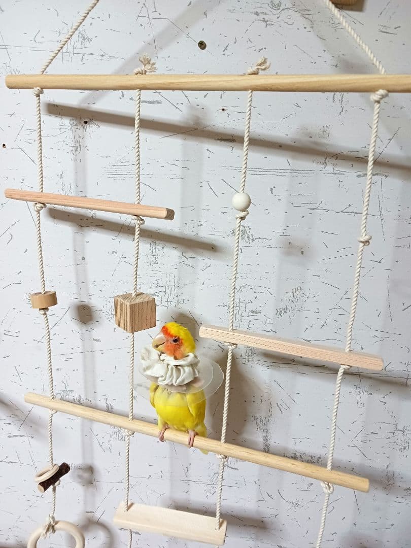 9　インコ　吊り下げアスレチック(大)　ブランコ　止まり木