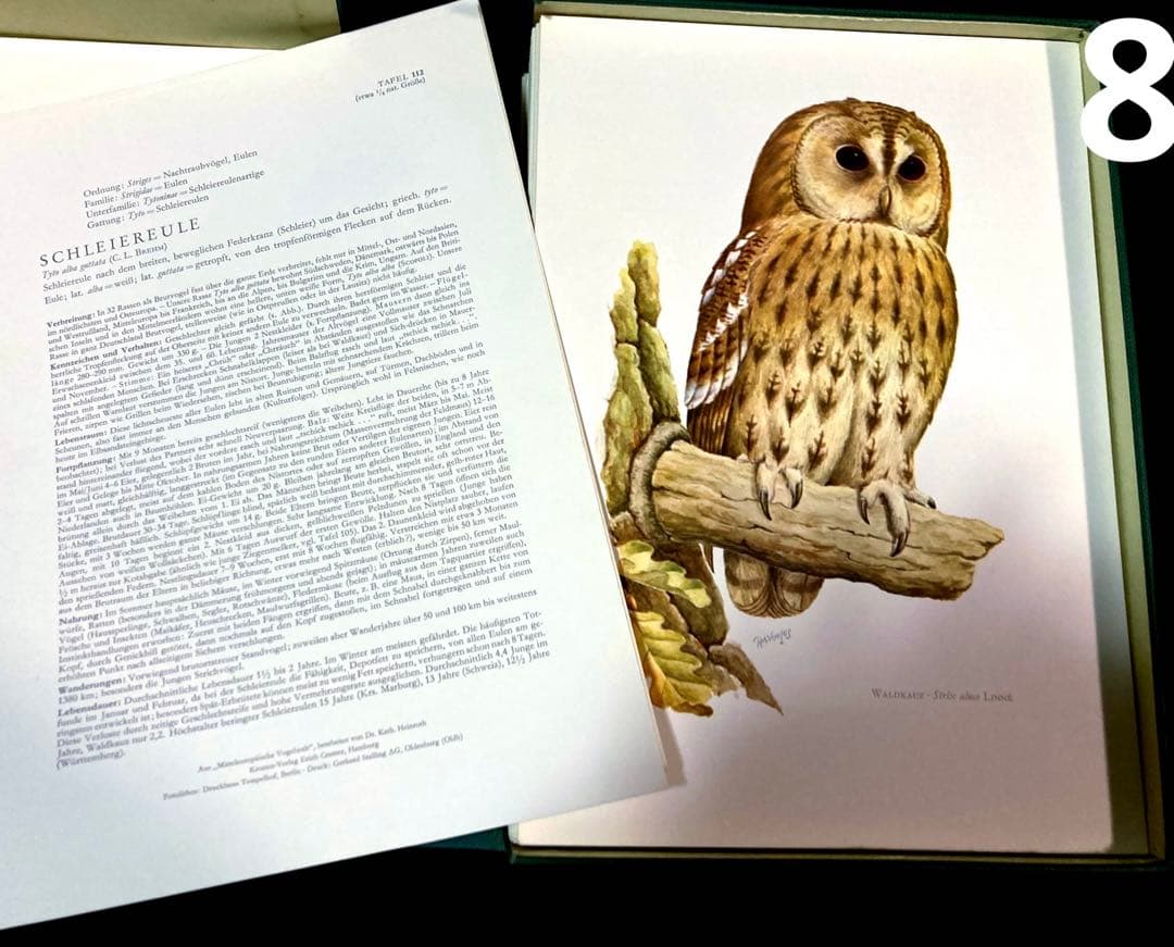 博物図鑑1958年（ドイツ）176枚の 野鳥図版ボタニカルアート