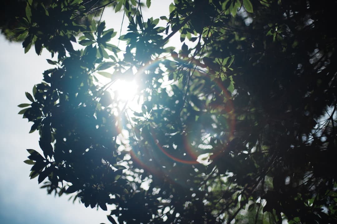 【極美品】Carl Zeiss Planar 50mm F1.4 MMJ 261