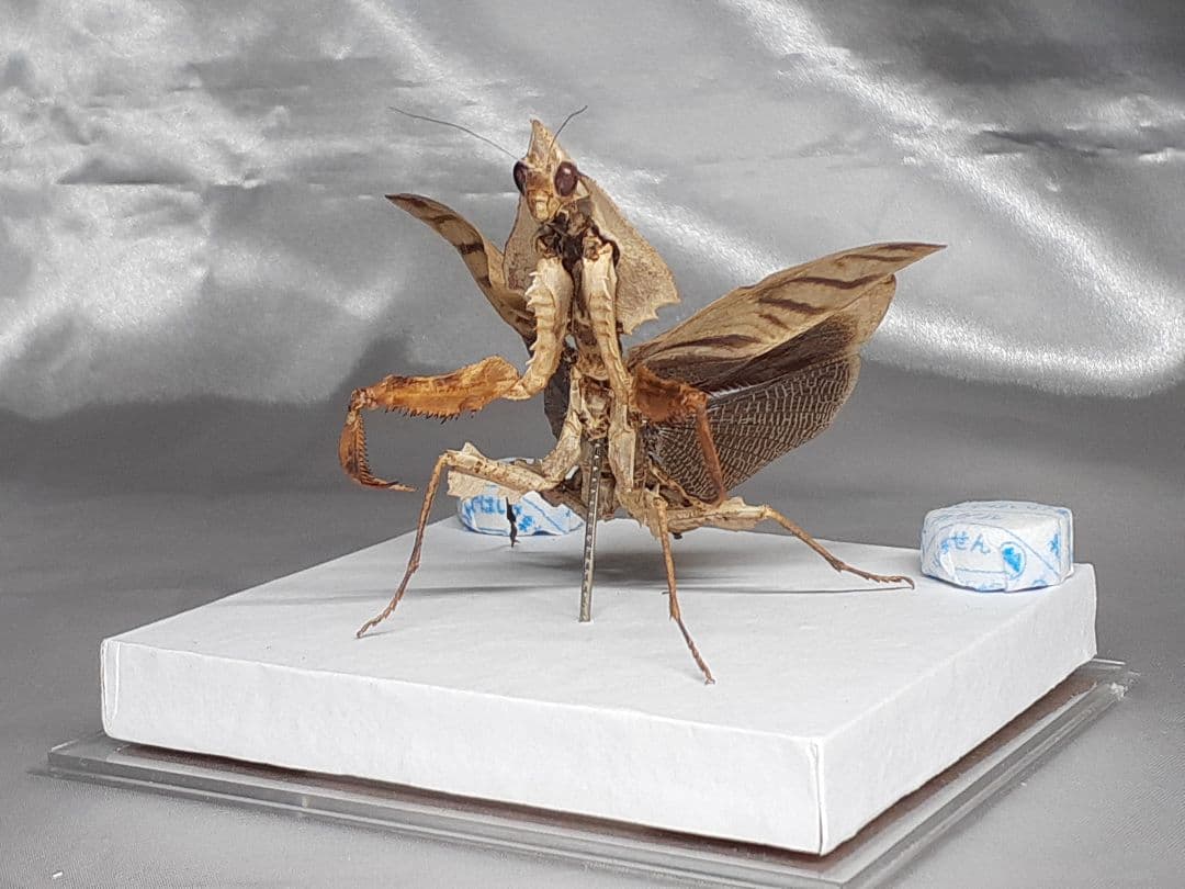 マオウカレハカマキリ雌　立体標本　魔王枯葉　ラスト１
